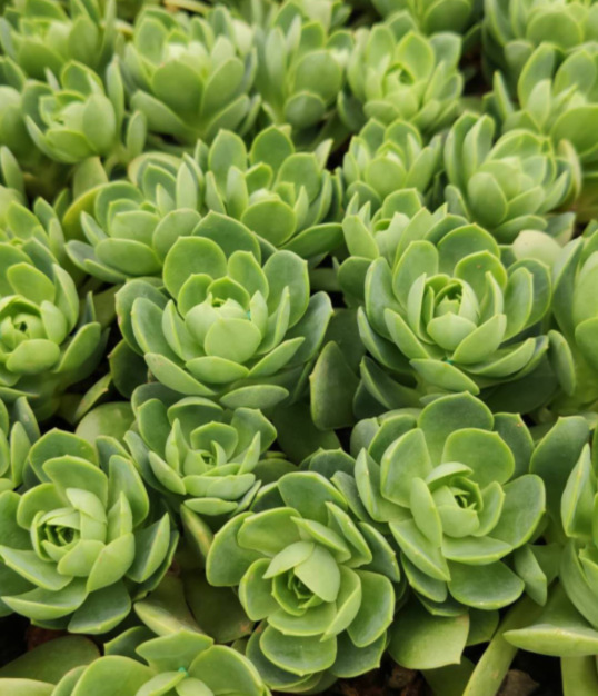 天羽多肉 砍头苗 绿蔷薇 多肉种苗 批发多肉植物 大棚基地