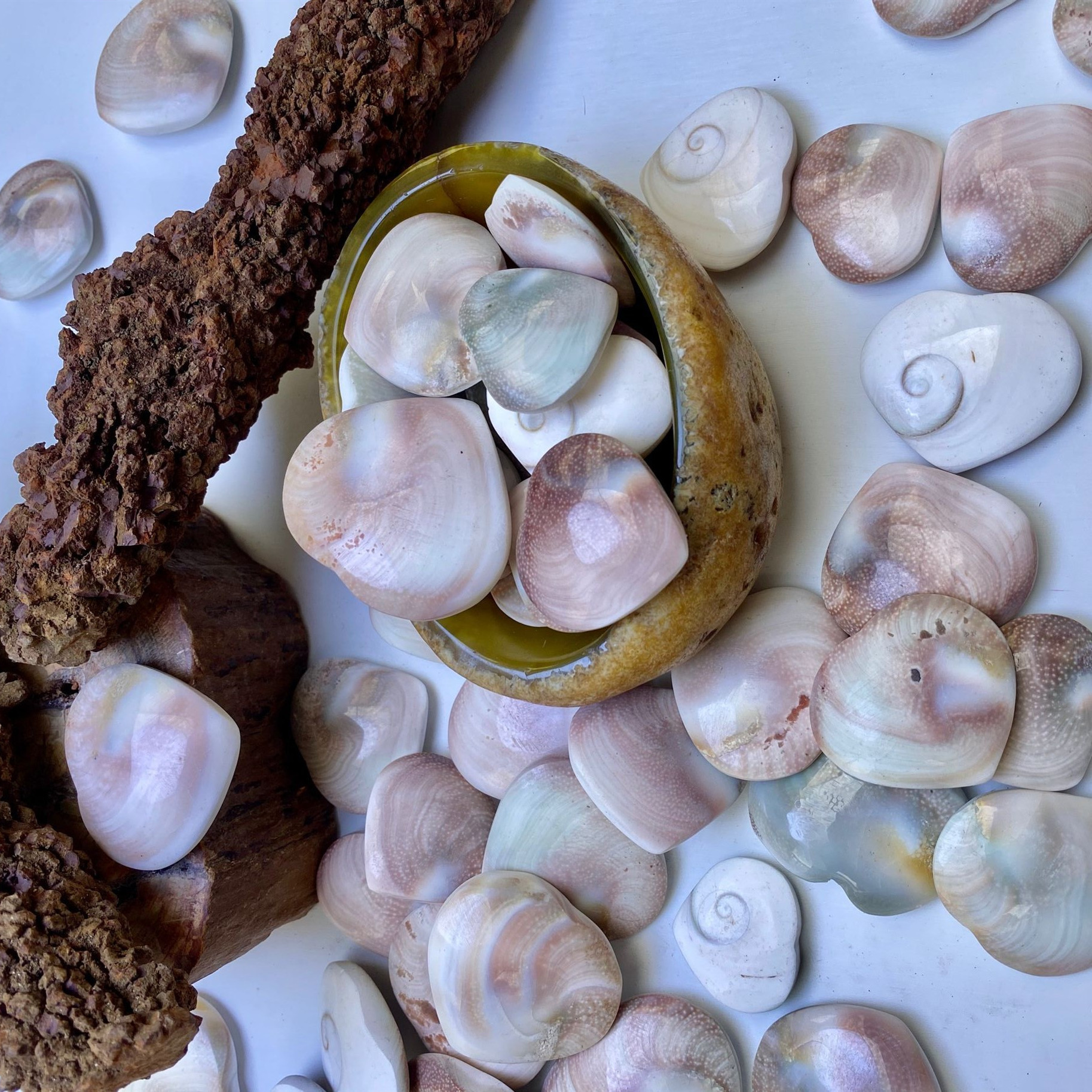 天然太阳贝化石标本爱心摆件吊坠硬贝壳海螺贝壳吊坠