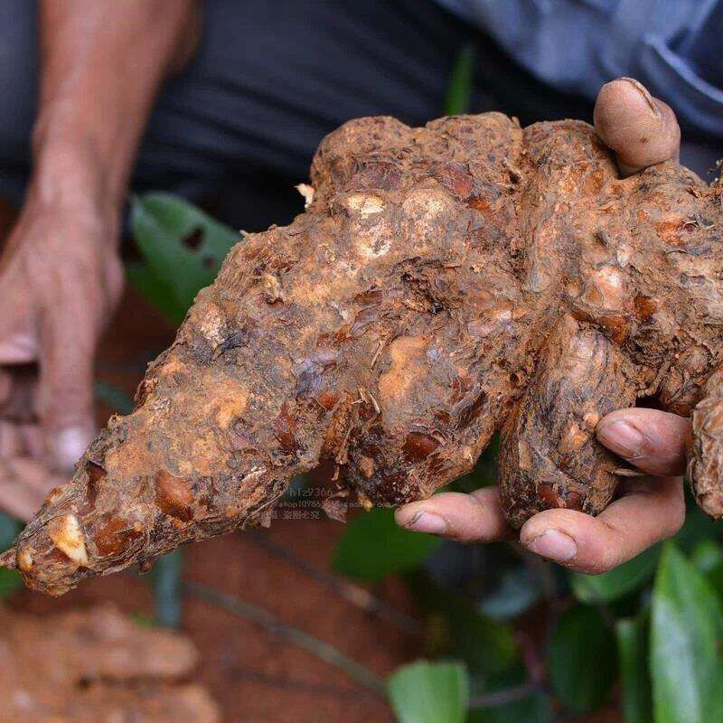 土茯苓跑江湖地摊广西野生土茯苓新鲜红心白心土茯苓-阿里巴巴