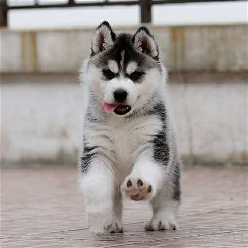 哈士奇幼犬出售宠物犬哈士奇幼体幼犬动物活物哈士奇犬幼崽犬价格