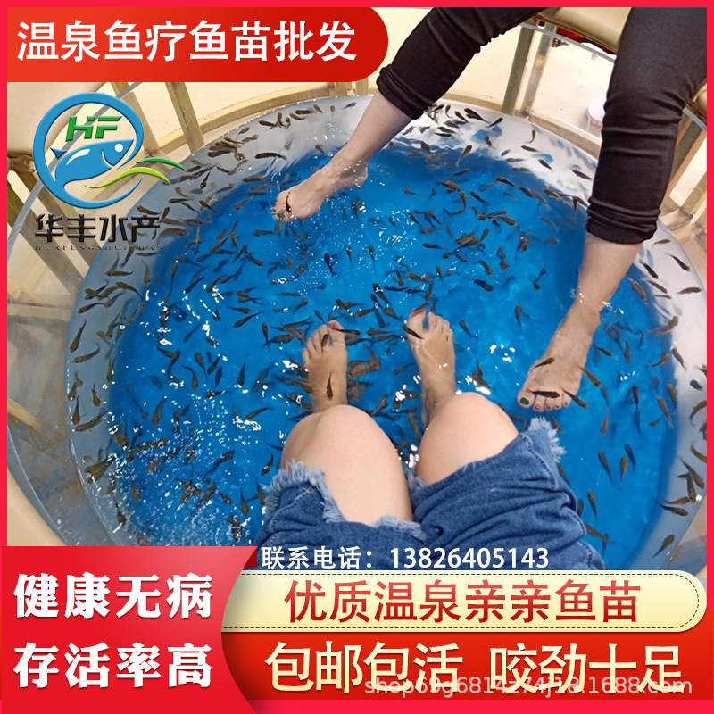 批发 土耳其亲亲鱼疗鱼苗足疗温泉星子吃死皮的小鱼 泡脚啃脚专用