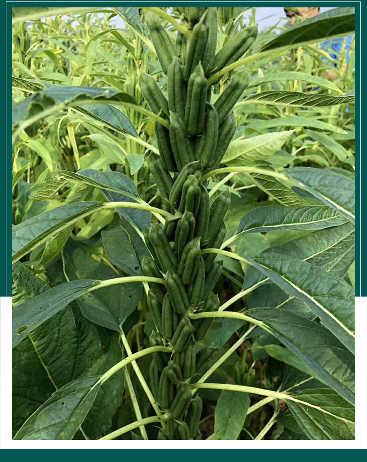 矮脚霸王鞭白芝麻种子 农田基地种植抗倒伏易晾晒白芝麻籽出油多