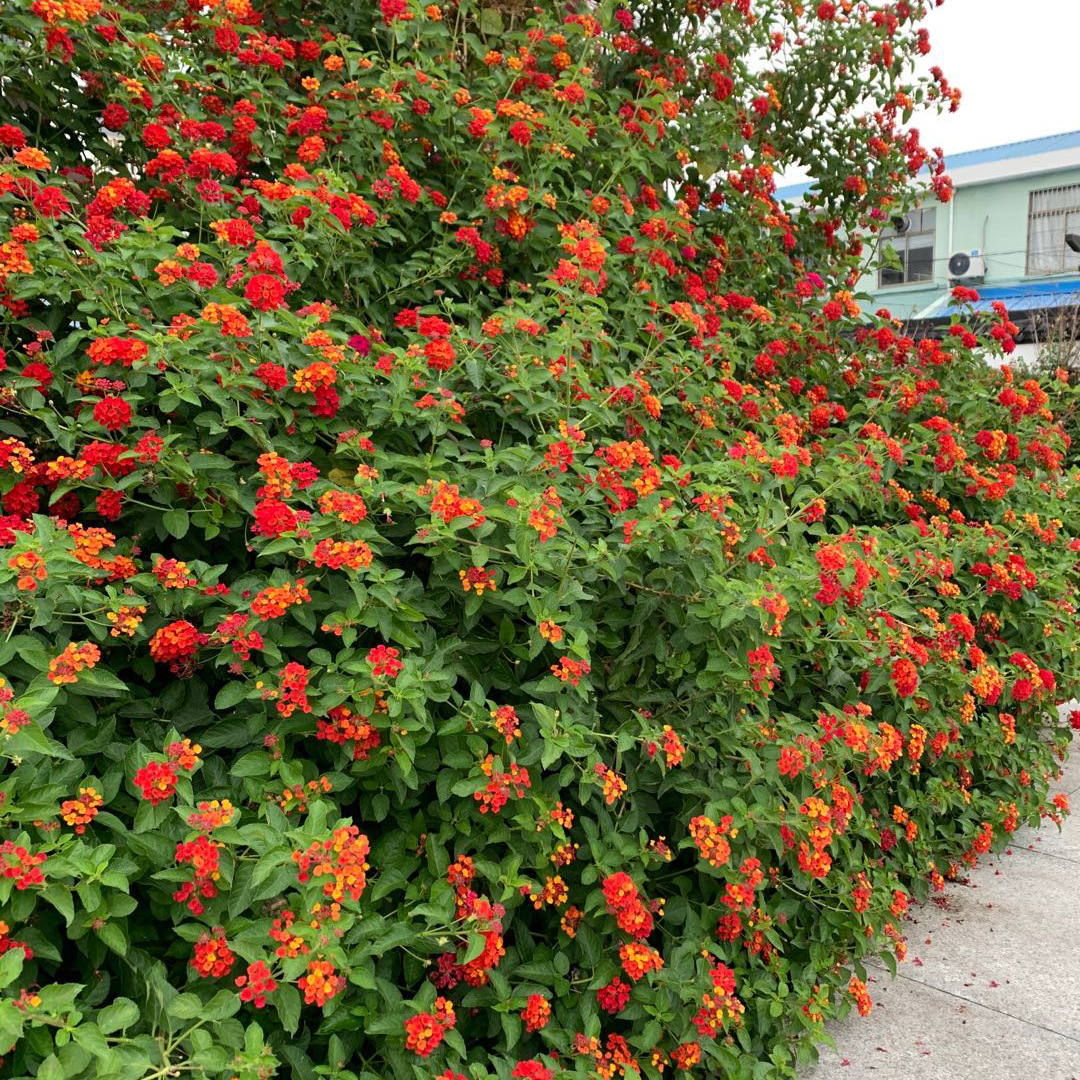 五色梅盆栽 五彩花四季室外阳台多年生耐晒耐寒耐热 耐旱好养花卉