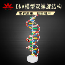 DNA模型双螺旋结构带底座60公分碱基对遗传基因DNA模型