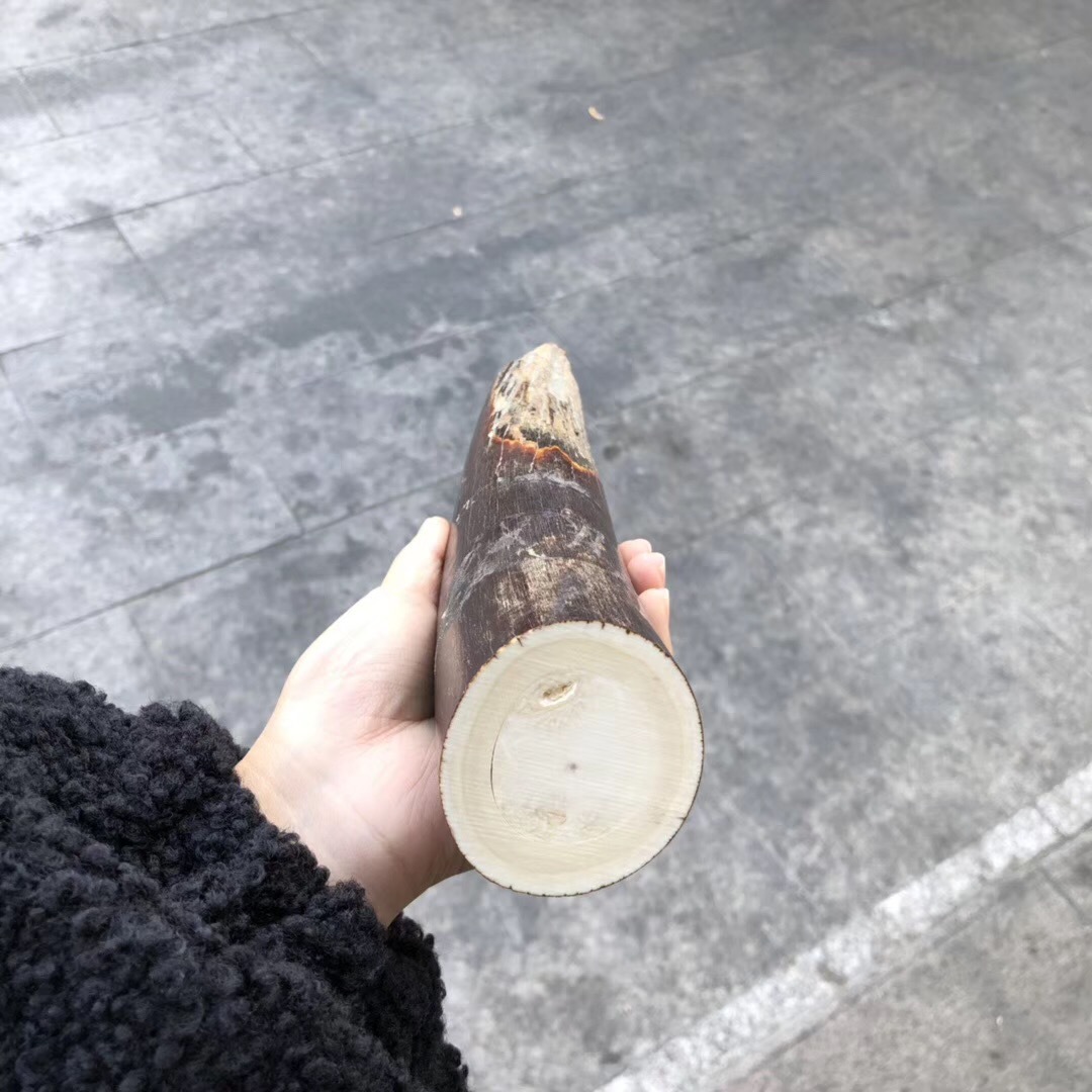 天然猛犸象牙原牙整根大牙尖单摆大对牙对摆 猛犸文玩镇宅摆件