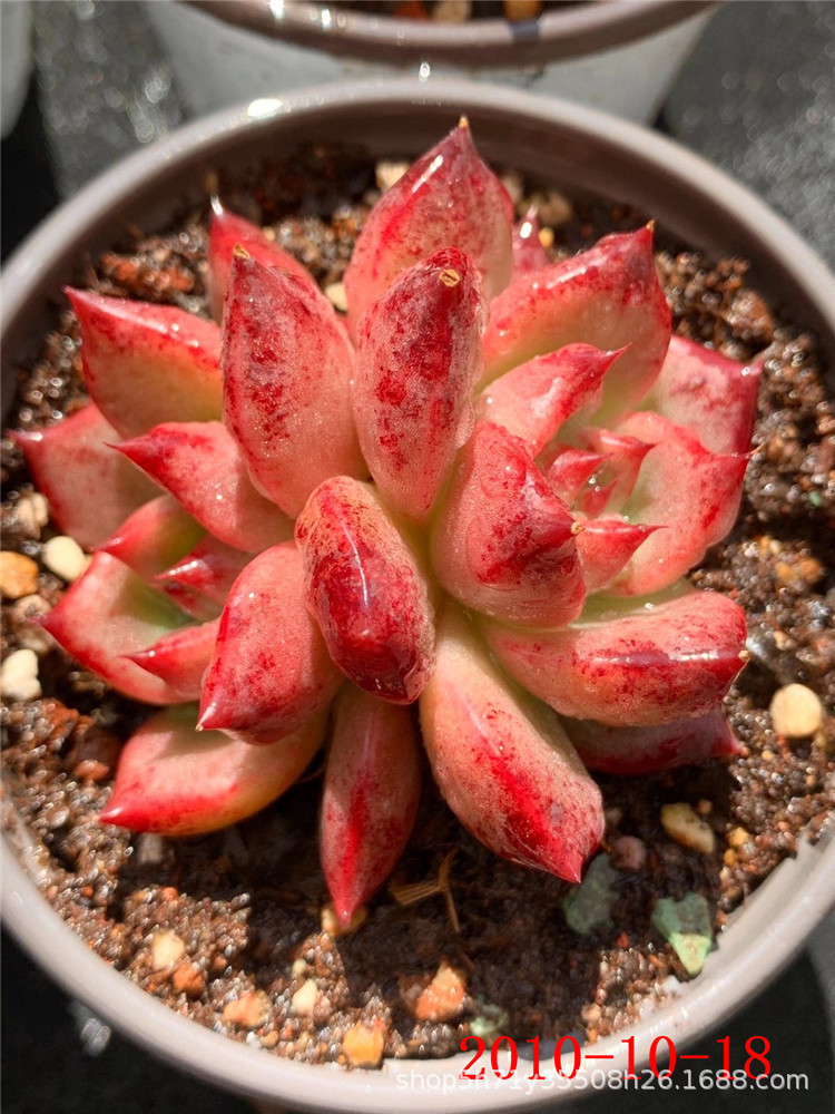 云南多肉植物批发红颜蜜语葡萄单头多肉品种状态裸根