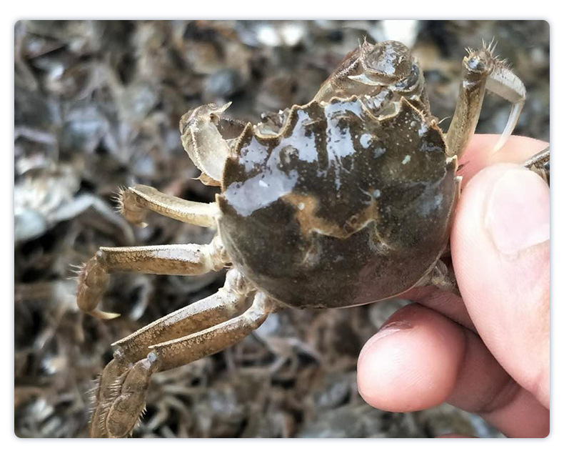 50-200头螃蟹苗养殖 高成活率蟹苗批发鲜活大闸蟹苗 长江系河蟹苗