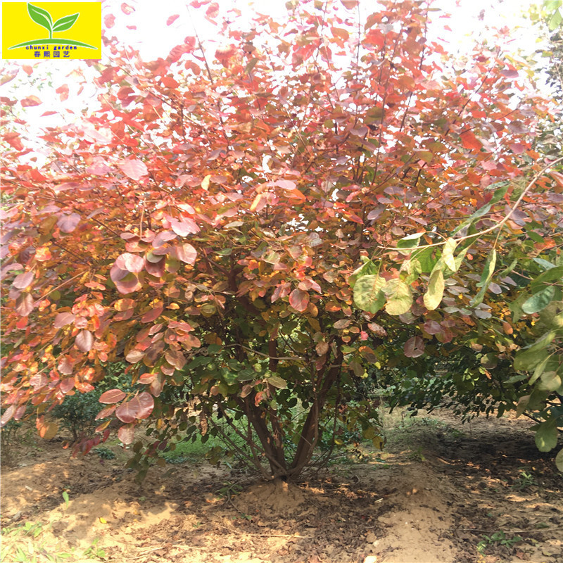 出售园林植物丛生黄栌树苗 分枝多 带标准土球 2米3米丛生黄栌