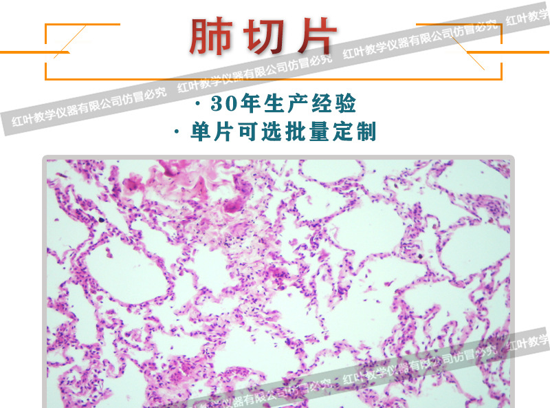 肺切片高教标准生物切片人体组织切片生物切片厂家