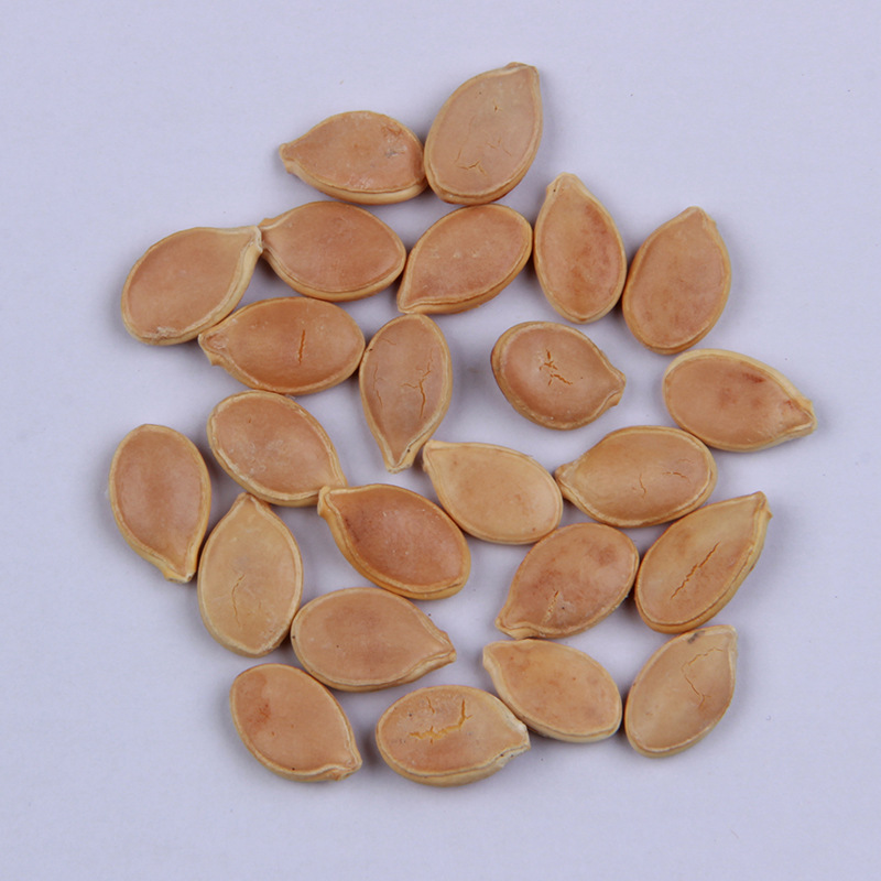 绿板栗南瓜种子批发 家庭菜园盆栽蔬菜 易种植迷你高产小南瓜种籽