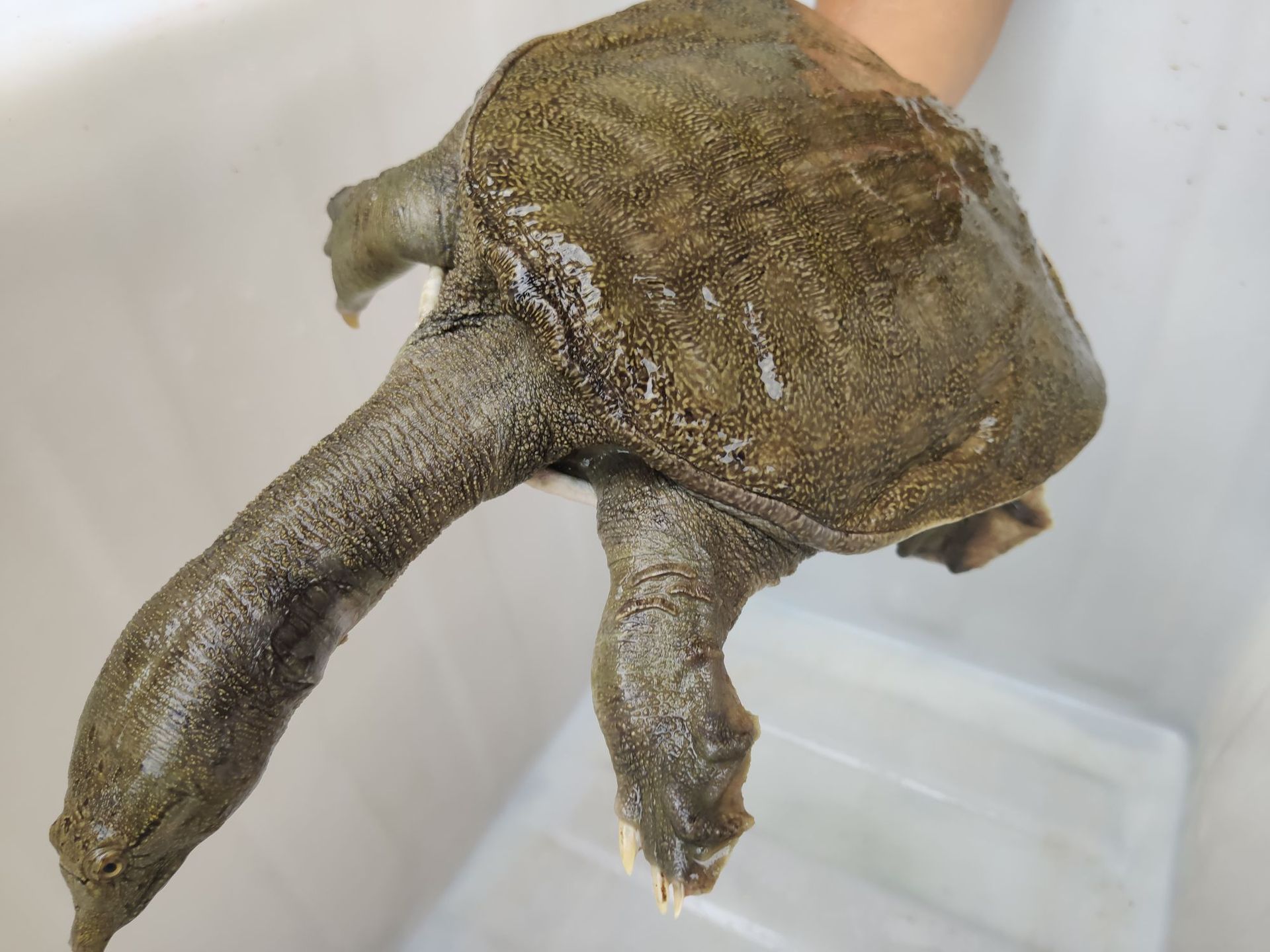 纯生态中华鳖 汉寿中华甲鱼批发 生态养殖活体4-6年老甲鱼出售