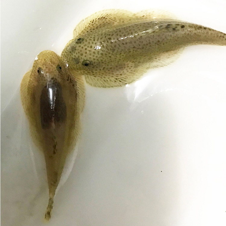 水族观赏鱼活体双吸盘鱼清道夫吃垃圾绿藻苔热带淡水草缸小型批发