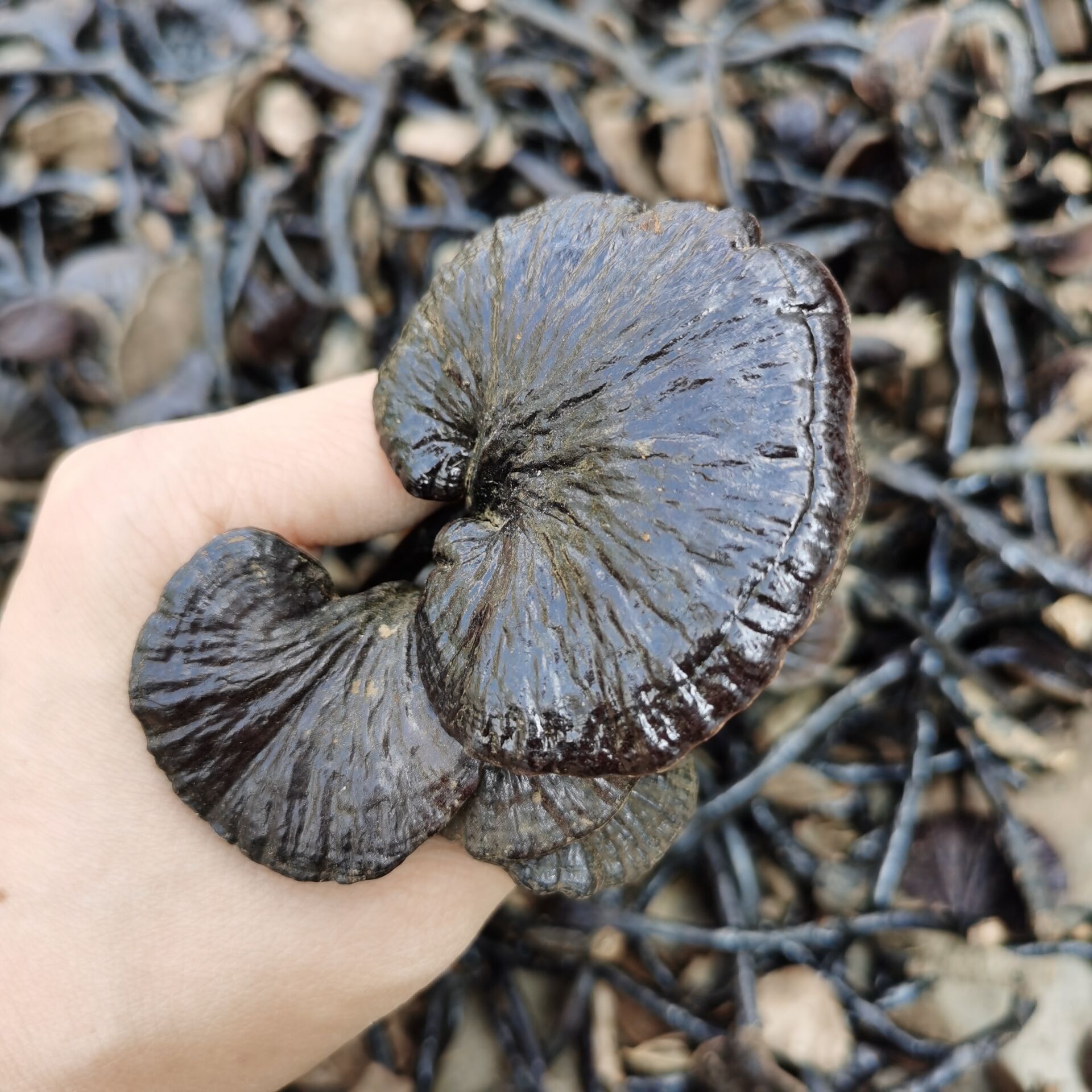 来自深山采挖自然生长  竹灵芝商品描述储存条件常温