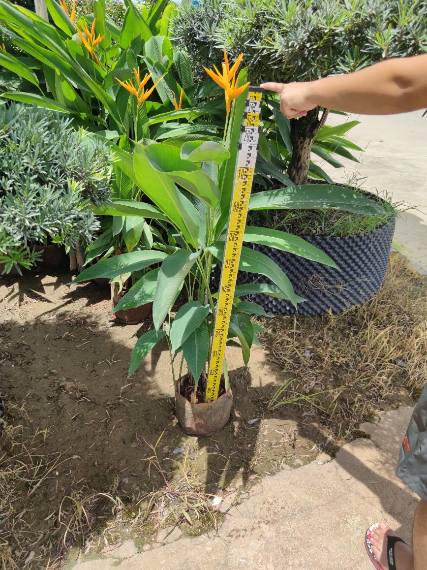 5米高袋苗 盆栽黄丽鸟蕉 鹦黄赫蕉 小天堂鸟蕉