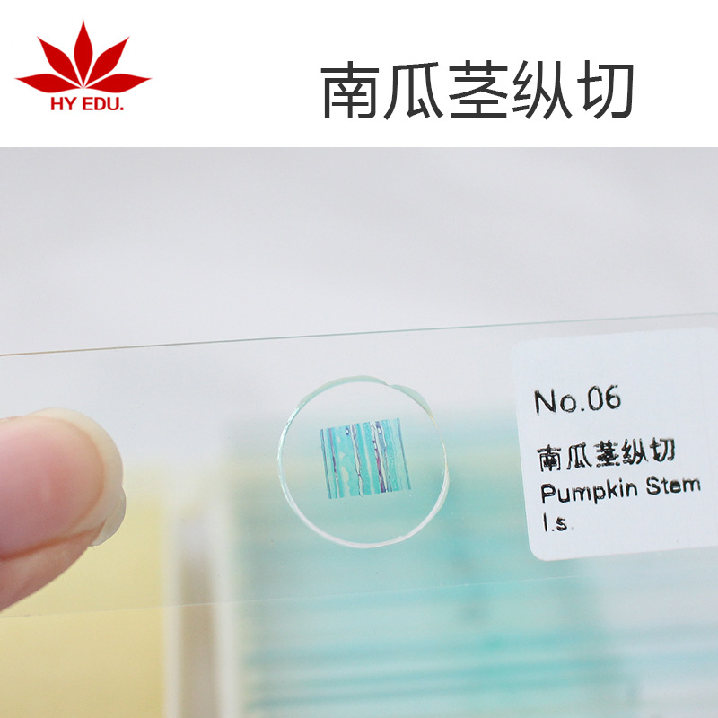 南瓜茎纵切生物玻片标本 生物显微玻片 生物实验切片-阿里巴巴