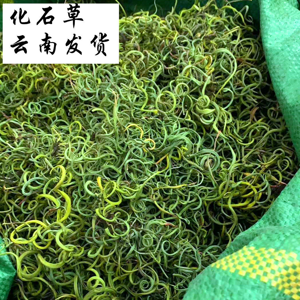 云南化石草茶 化石草 化石草茶肾精草 云南化石草包邮