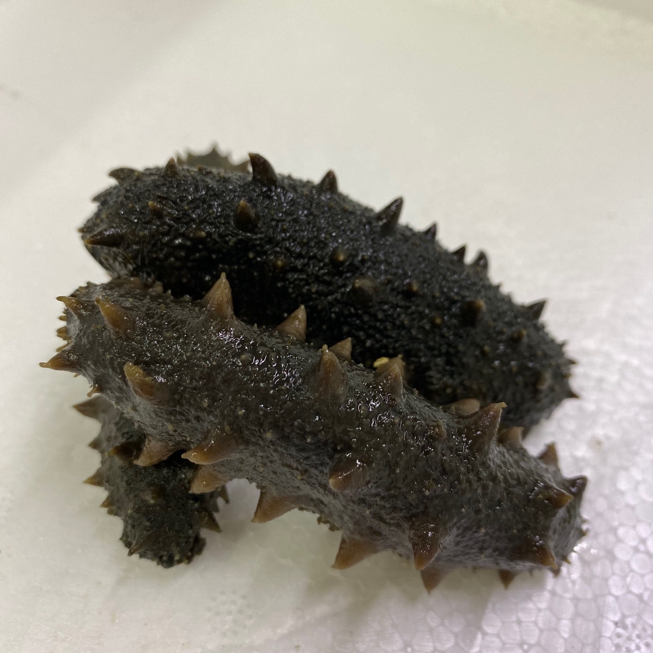 拉缸盐海参半干盐渍参非干货海参60头规格齐