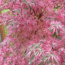 希拉蕊 日本枫 枫树新品种 红枫 花园阳台庭院盆栽地栽