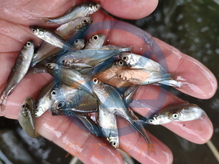 厂家直销 武昌鱼苗 团头鲂 三角鲂苗 武昌鳊鱼苗批发 淡水养殖种