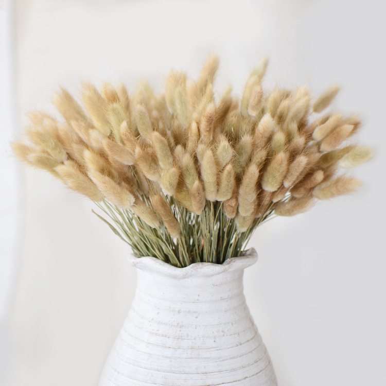 【兔尾草】森系干花小花束插花 永生花兔尾草植物干花草 拍摄背景