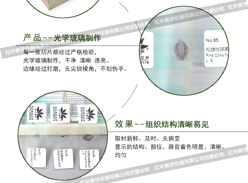 松幼雌球果纵切手绘图图片