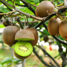 5%猕猴桃树苗南方北方种植红肉奇异果果树苗盆栽地栽嫁接苗当年结果