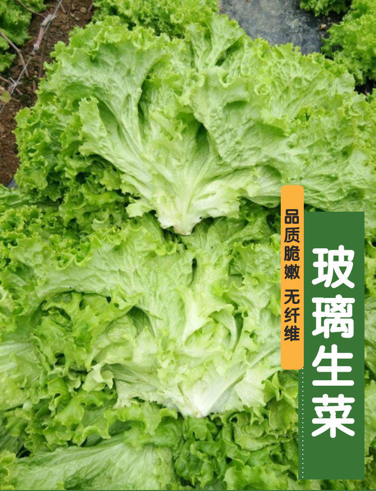 生菜种子生菜籽意大利生菜籽结球生菜种子玻璃生菜种籽