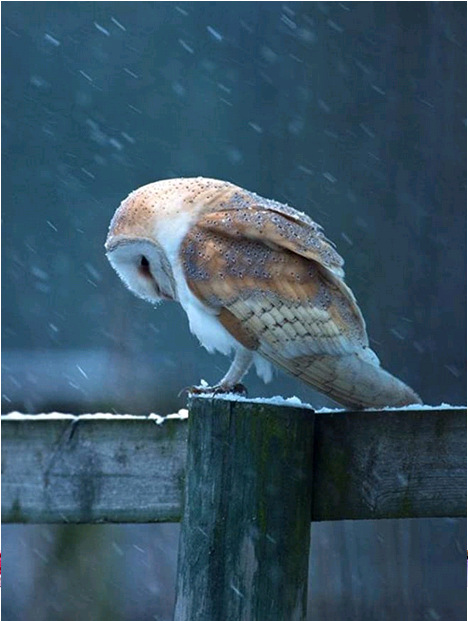 风雪中木墩上站着低头的猫头鹰鸟钻石画十字绣
