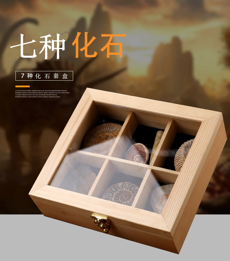 古生物化石三叶虫狼鳍鱼植物昆虫化石琥珀原石奇石摆件石头礼品