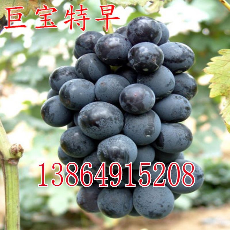 早熟大粒葡萄苗品种巨宝特早葡萄树苗南北方种植葡萄结果树苗