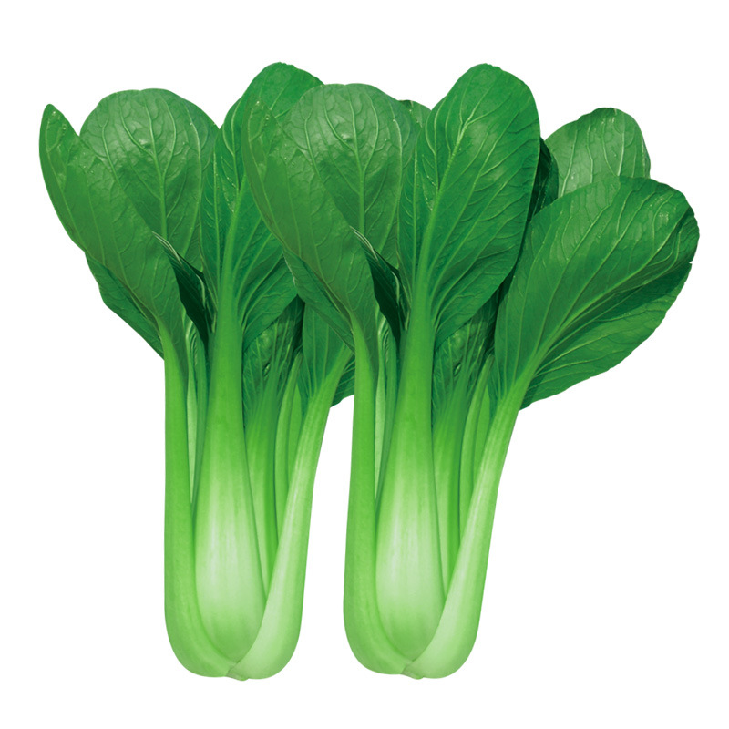 新疆黑油白菜种子黑叶高梗小青菜种籽四季速生蔬菜种孑易种菜籽种