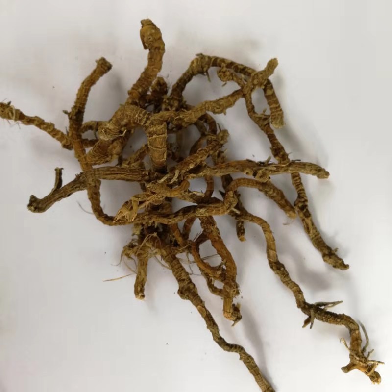 供应 蜘蛛抱蛋 飞天蜈蚣 九龙盘 赶山鞭 大伸筋量大从优