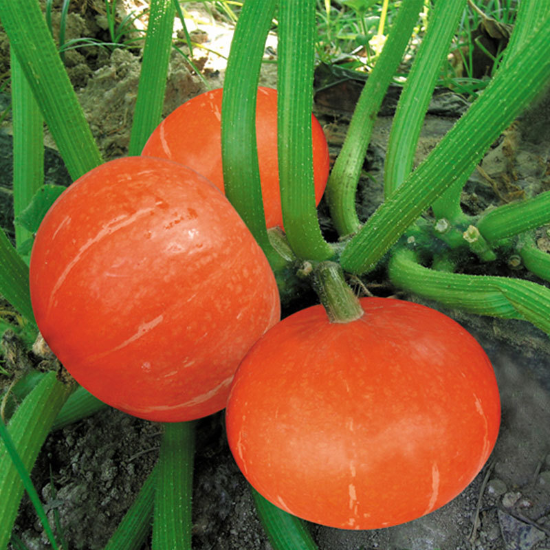 精选红蜜南瓜种子 甜蜜红板栗小南瓜种子 橙红色 口感好 老瓜粉面