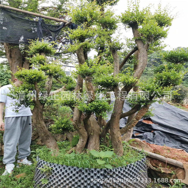 小叶赤楠盆景福建基地直供造型赤楠盆栽 造型小叶赤楠