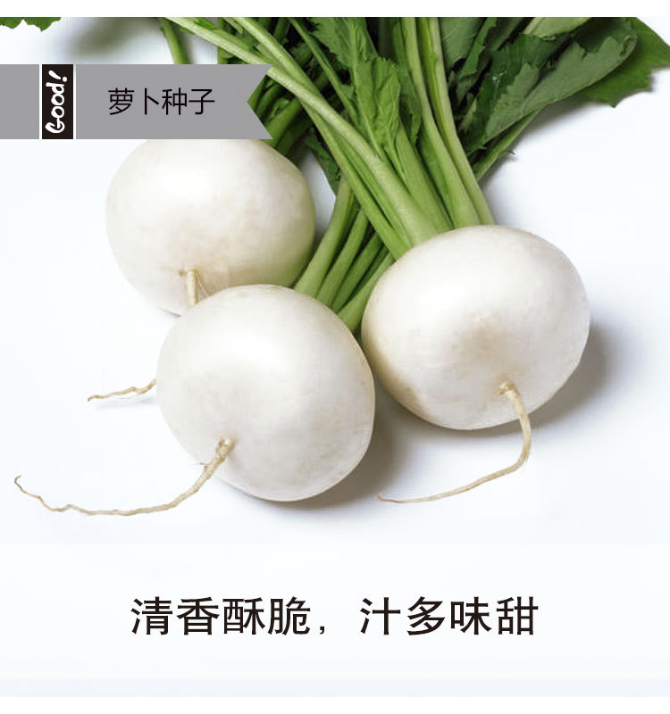 厂家批发四季播种白色樱桃萝卜种子白丁小罗卜种室内田园蔬菜种子