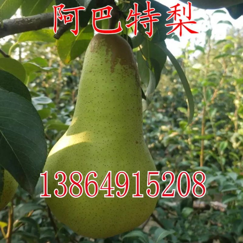 阿巴特梨果树苗 大果长颈葫芦形香梨 南北方种植梨树果树苗-阿里巴巴