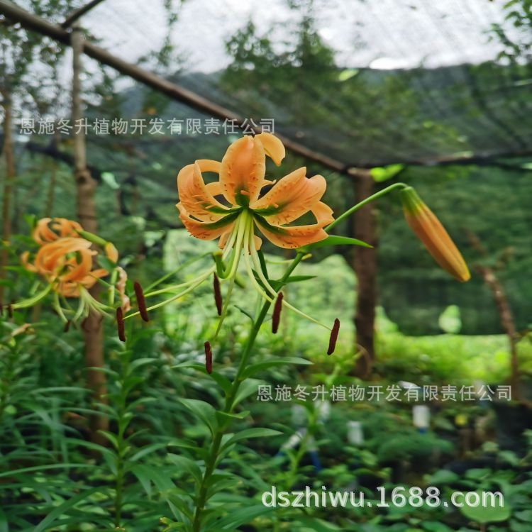 优秀植物 百合属之湖北百合