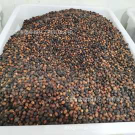 种子公司到付批发 丝葵 老人葵种子 加州蒲葵种子 华盛顿棕榈种子