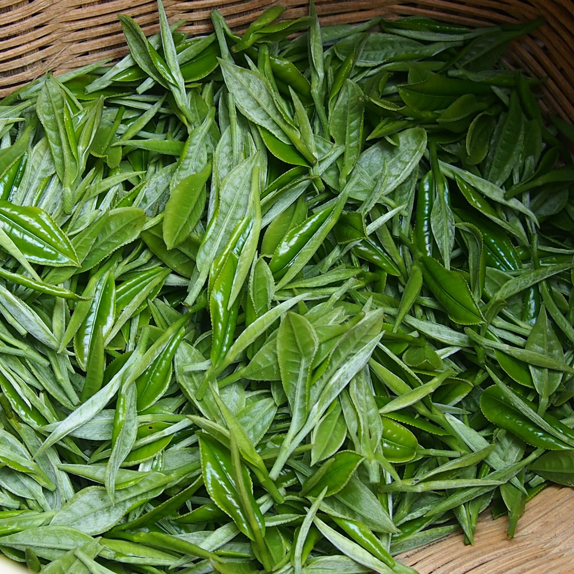 2019年新茶叶批发散装 绿茶贵州高山凤岗冈锌硒茶手工茶一件代发