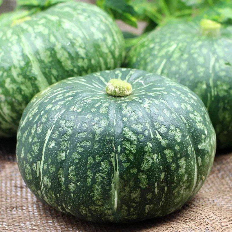 绿板栗南瓜种子批发 家庭菜园盆栽蔬菜 易种植迷你高产小南瓜种籽