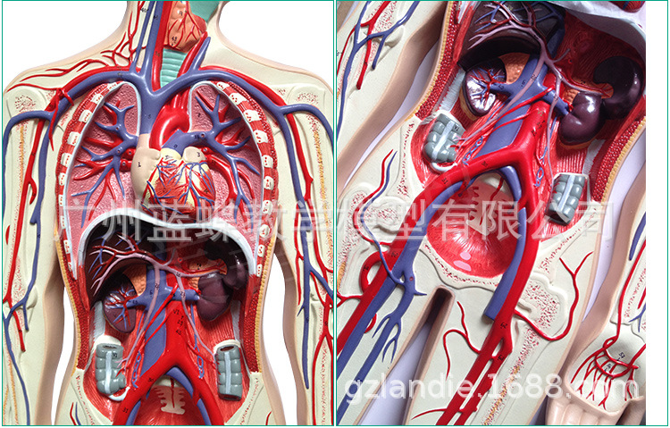 人体血液循环系统模型心脏内脏血管器官解剖模型医院学校用教学具