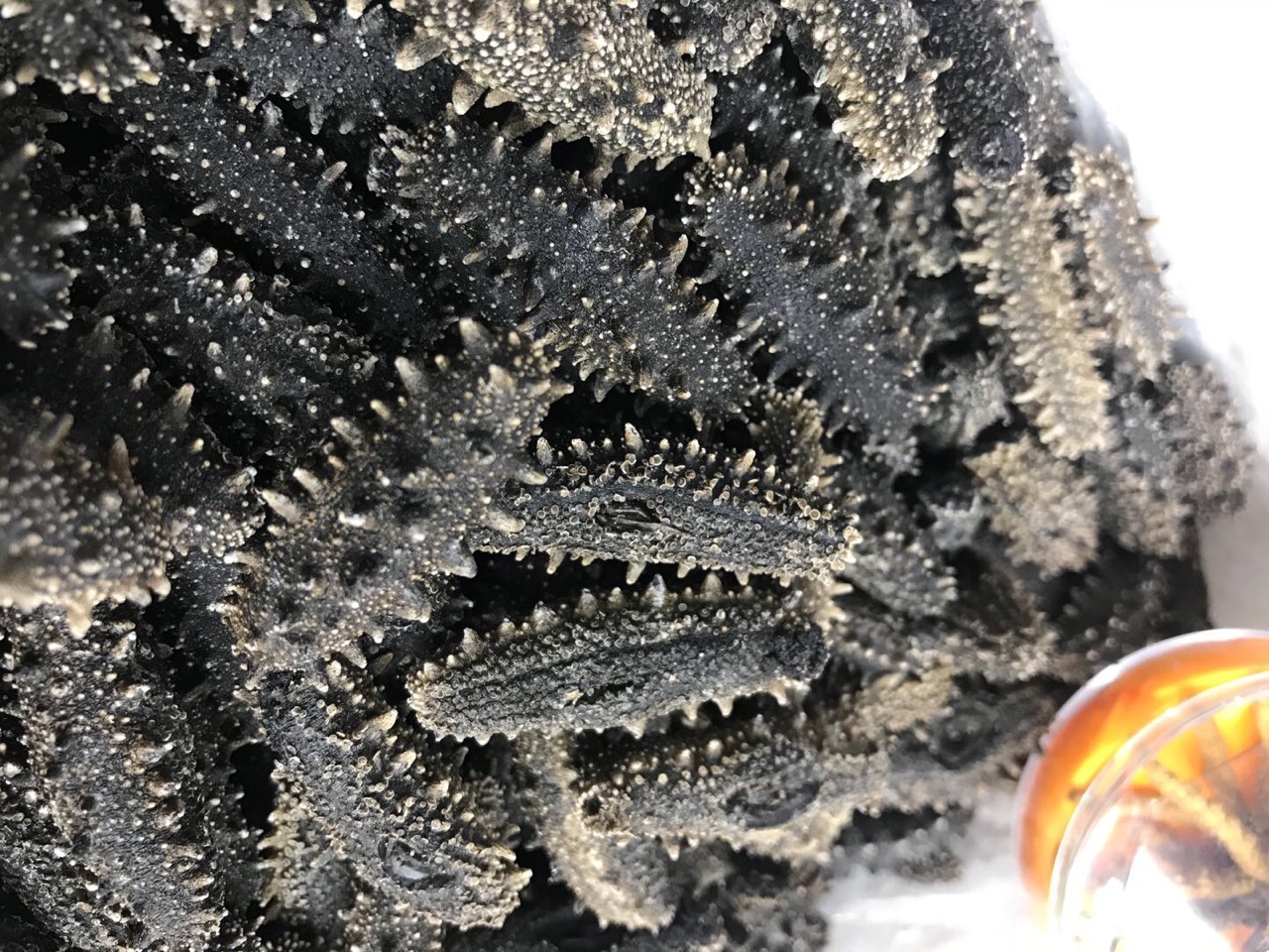 大连纯淡干海参干货6排刺满天星海参刺参50g可打礼盒厂家直销价格