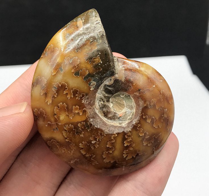 马达加斯加 大斑彩螺 化石 菊石 观赏 矿物标本 奇石-阿里巴巴