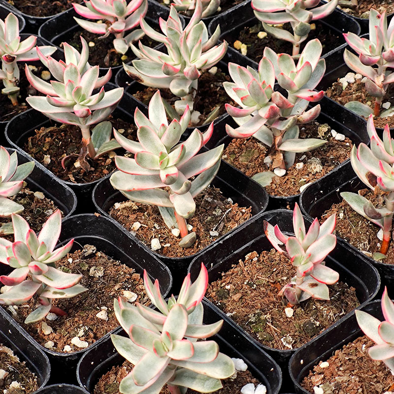 糖果锦多肉植物批发棒棒糖群生新品种带锦花卉含盆带土新绿盆栽