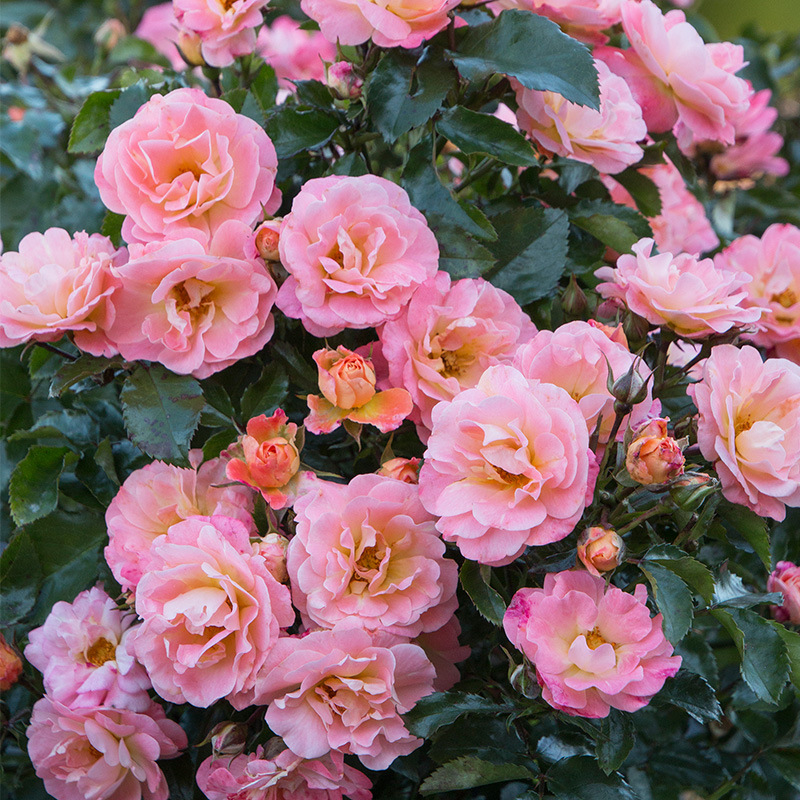 彩趣园【绝代佳人】月季多季灌木超抗病低维护花园庭院开花植物花