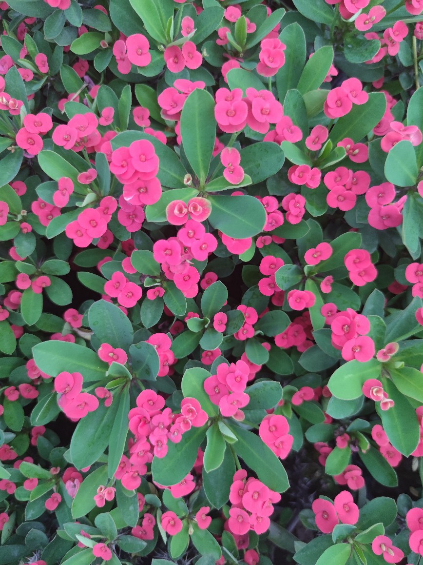 206基地批发 供应 红花 小叶虎刺梅 铁海棠 10-25cm高 营养钵袋苗