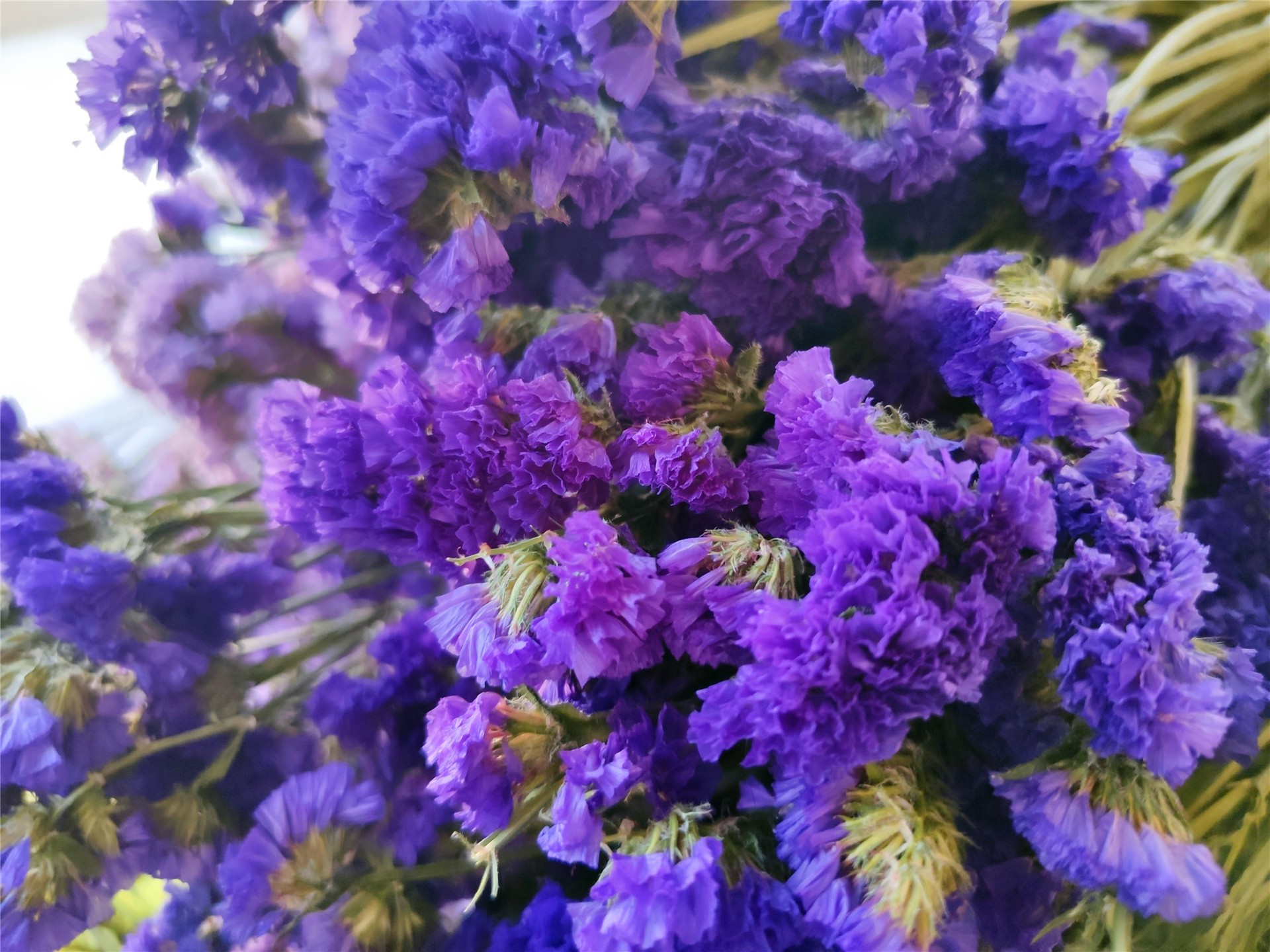 勿忘我干花客厅阳台送礼节日两束以上就邮首单