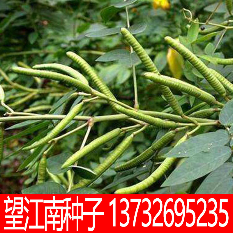 望江南种子 观花花海 发芽率高 优质草花种子