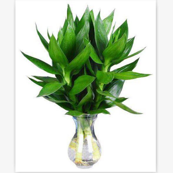 批发富贵竹 好运竹子水培植物花卉室内盆栽绿植水养植物美化空间