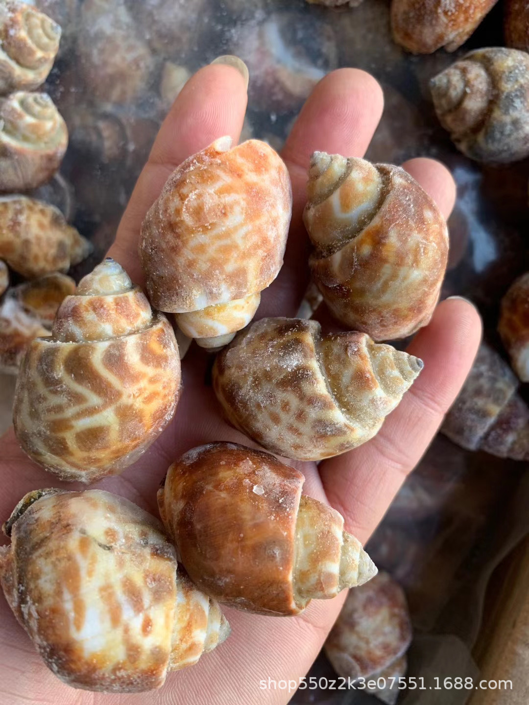 冷冻印度花螺 巴基斯坦花螺 海捕花螺 海螺东风螺 冷冻花螺 50/80